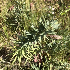 Lithospermum ruderale
