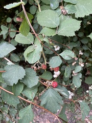 Rubus