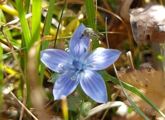Lomatogonium carinthiacum