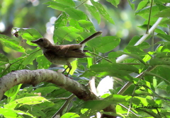 Turdus assimilis