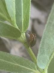 Phylloscelis atra