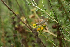Melanoplus yarrowii