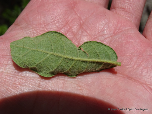 Littleleaf Oak