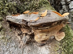 Ganoderma brownii