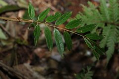 Austrosteenisia glabristyla