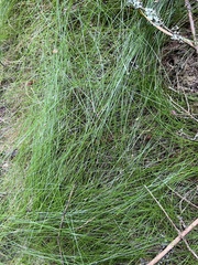 Carex leptalea