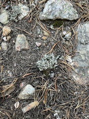 Cladonia coniocraea