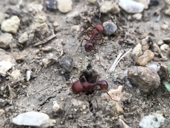 Pogonomyrmex barbatus