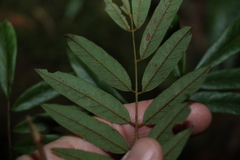 Austrosteenisia glabristyla