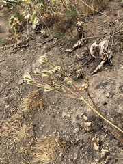 Lomatium nudicaule