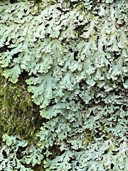 Heterodermia albicans