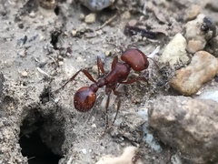 Pogonomyrmex barbatus
