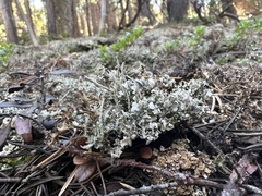Cladonia coniocraea