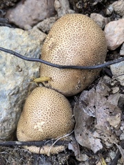 Scleroderma areolatum