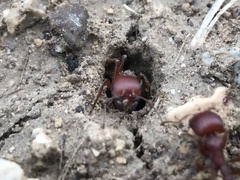 Pogonomyrmex barbatus