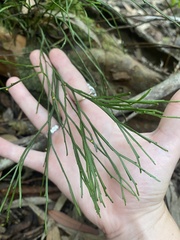 Psilotum nudum