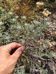 Artemisia michauxiana