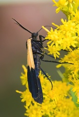 Lycomorpha pholus