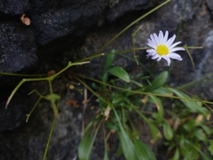 Erigeron cervinus