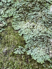 Heterodermia albicans