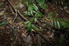 Austrosteenisia glabristyla