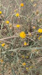Centaurea solstitialis