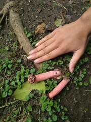 Lysurus periphragmoides