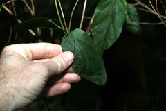 Leichhardtia longiloba