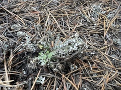 Cladonia coniocraea