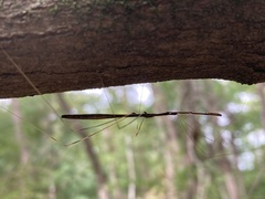 Emesaya brevipennis