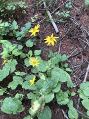 Arnica lanceolata