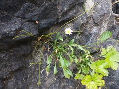 Erigeron cervinus