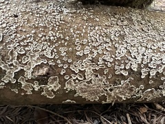 Agaricomycotina