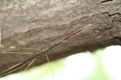 Emesaya brevipennis