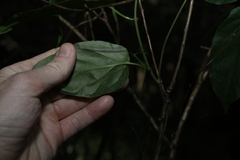 Leichhardtia longiloba