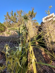 Gilliesia cuspidata