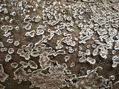 Agaricomycotina