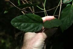 Leichhardtia longiloba