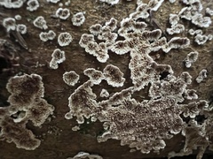 Agaricomycotina