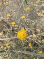 Centaurea solstitialis