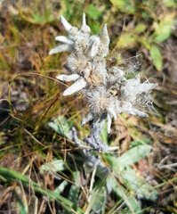 Leontopodium ochroleucum
