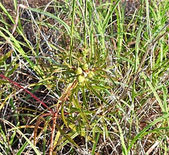 Stillingia texana