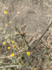 Centaurea solstitialis