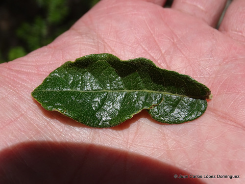 Littleleaf Oak
