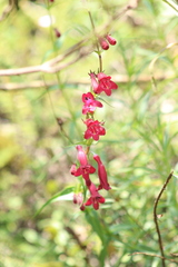 Penstemon roseus