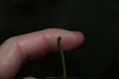 Leichhardtia longiloba