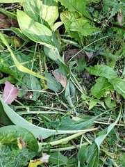 Cynoglossum officinale