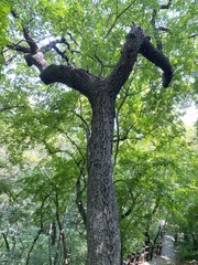 Quercus variabilis