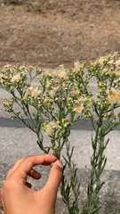 Erigeron sumatrensis