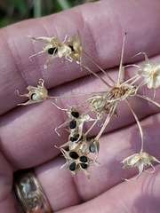 Allium brevistylum